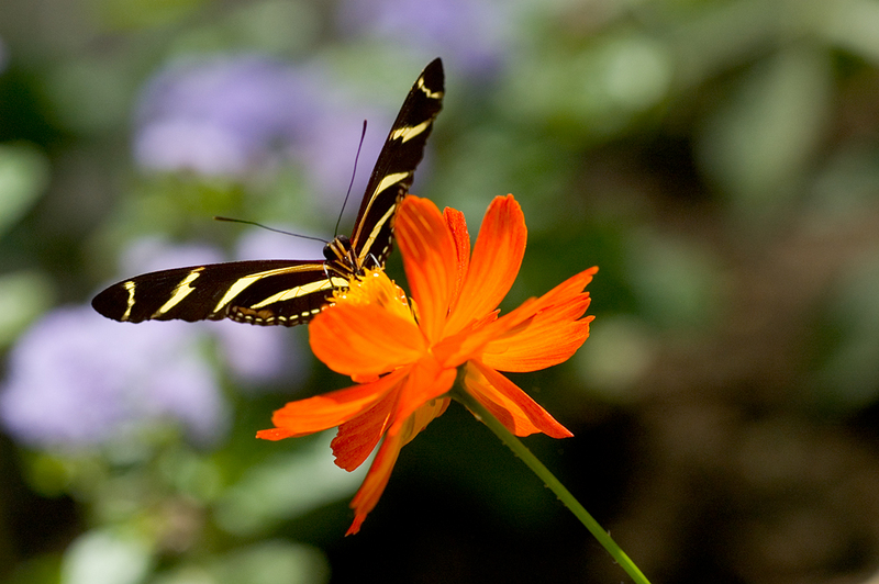 Zebra heliconian wind-Zebra Longwing Butterfly (Heliconius charithonia).jpg