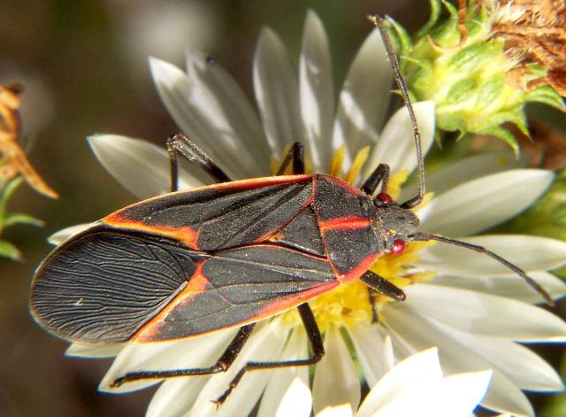 Box elder bug-Boxelder Bug (Boisea trivittata).jpg