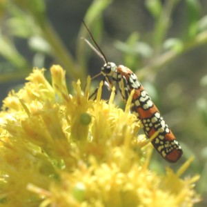 Ailanthus Webworm Moth (Atteva punctella) 8512.jpg