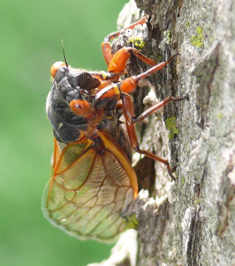 Magicicada-17-year-periodical-cicada.jpg
