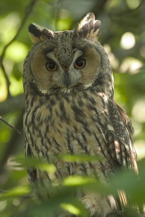 CRW 2987-Long-eared Owl (Asio otus).jpg