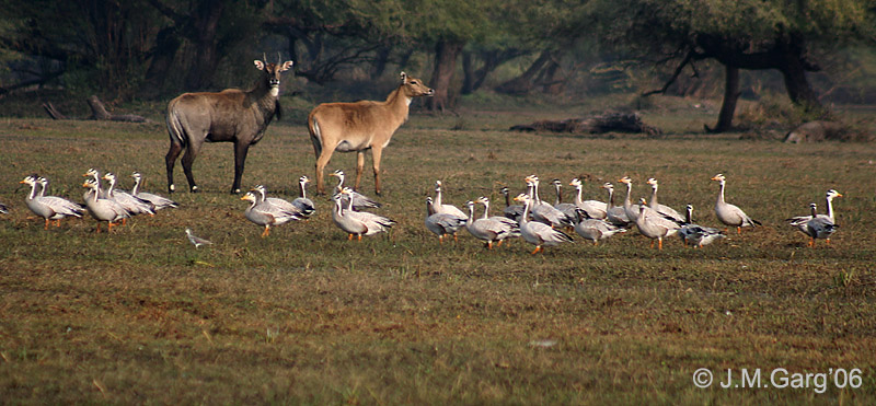 Ba- headed Geese- Bharatpur I2 IMG 8254-Bar-headed Goose (Anser indicus).jpg