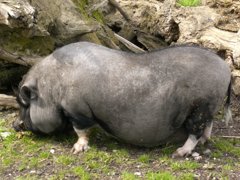 Ulm Tiergarten H??ngebauchschwein-Pot-bellied Pig (Sus scrofa domestica).jpg
