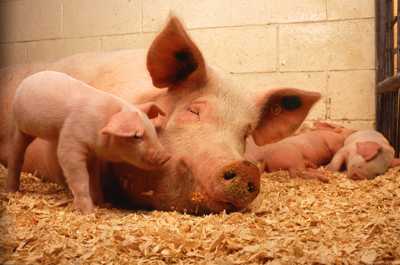 Sow and five piglets-Domestic Pig (Sus scrofa domestica).jpg