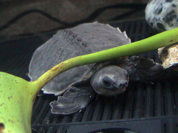 Pig-nosed Turtle (Carettochelys insculpta).jpg