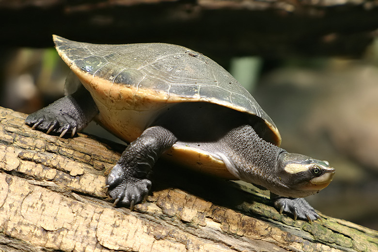 Rotbauchspitzkopfschildkroete-07-Red-bellied Short-necked Turtle (Emydura subglobosa), Jardine River Turtle.jpg