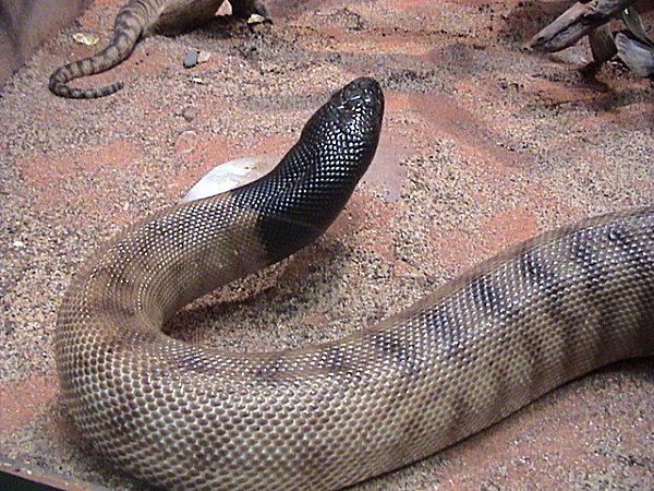 Blackheaded python2-Black-headed Python (Aspidites melanocephalus).jpg