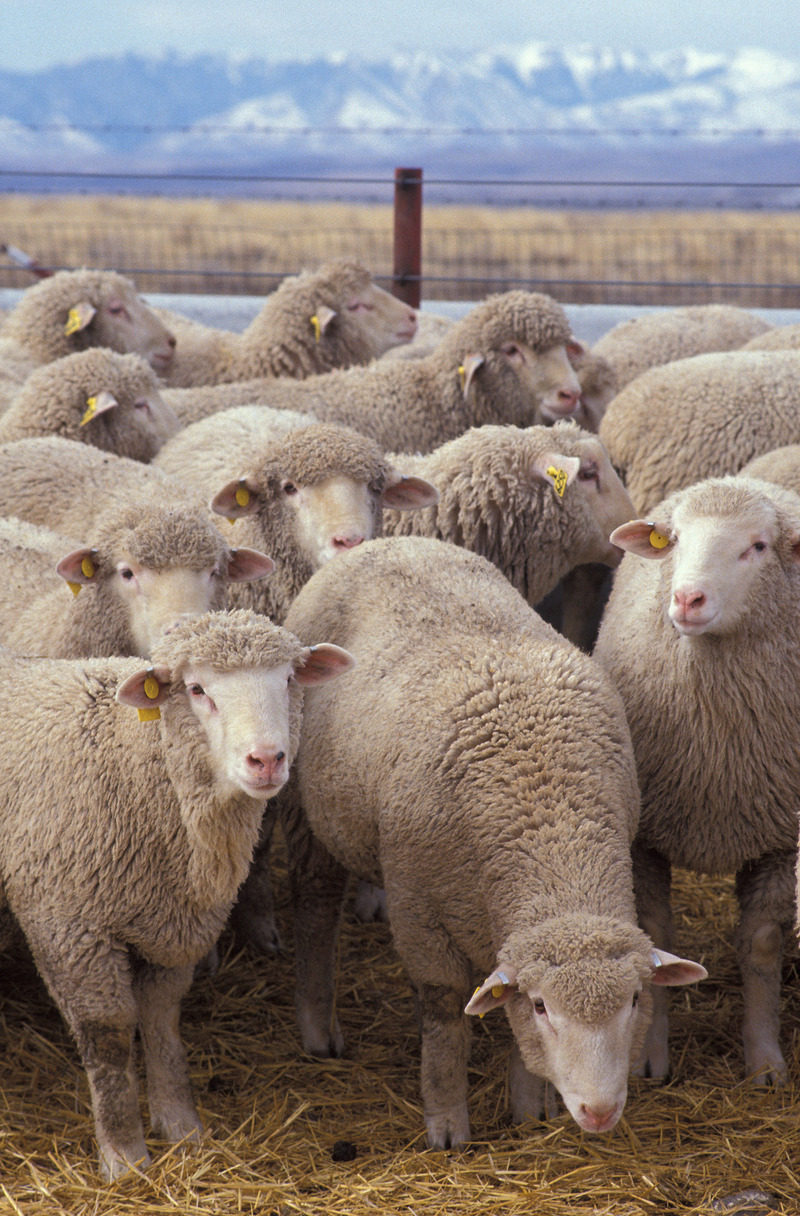 Flock of sheep-Domestic Sheep (Ovis aries).jpg