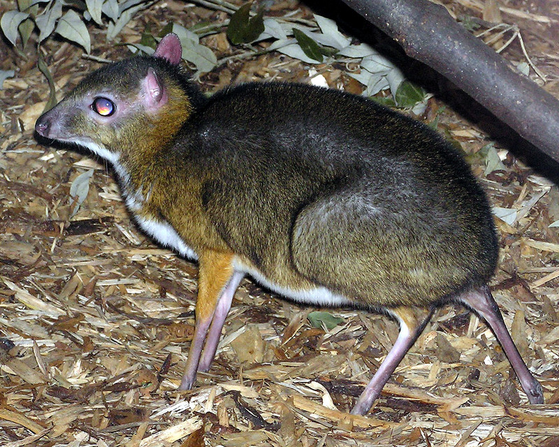 Lesser.malay.mouse.deer.arp-Kanchil, Lesser Mouse Deer (Tragulus javanicus).jpg
