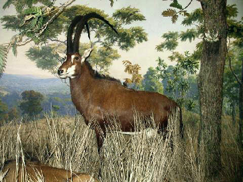 Stavenn Giant Sable Antelope (Hippotragus niger variani) 00.jpg