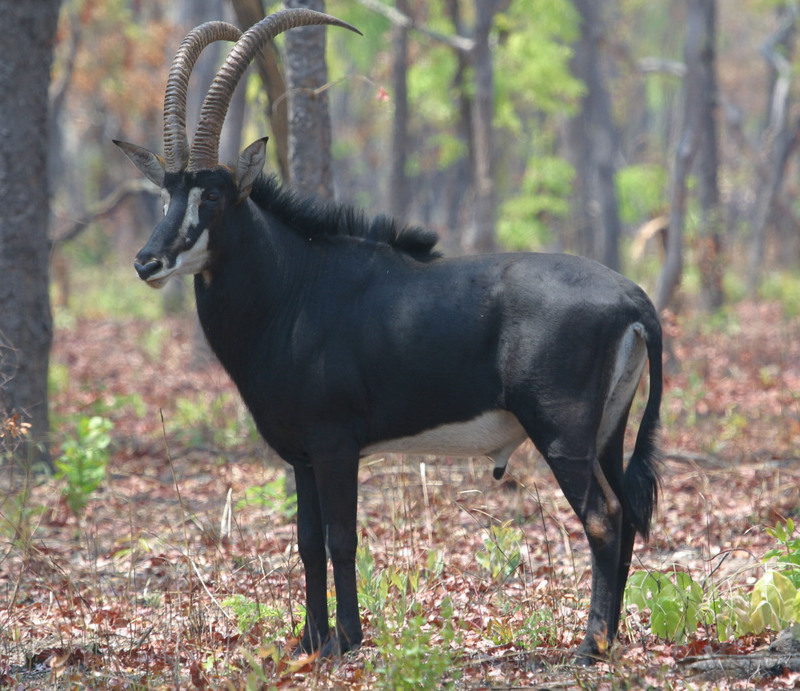 Sable bull-Sable Antelope (Hippotragus niger).jpg