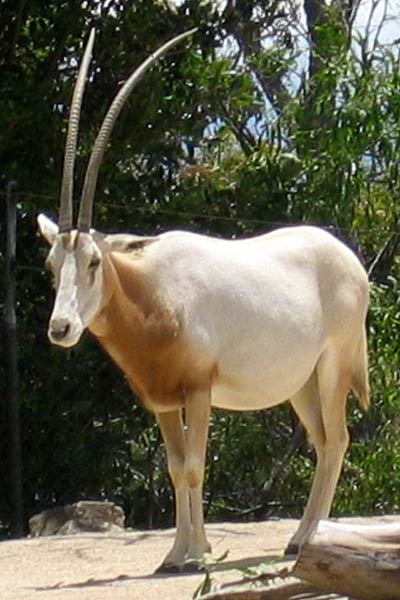 Scimitar-horned Oryx (Oryx dammah).jpg