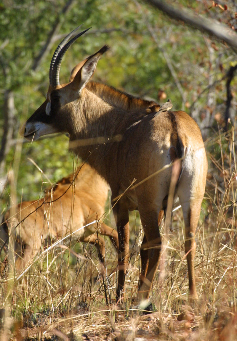 Roan Antelope (Hippotragus equinus).jpg