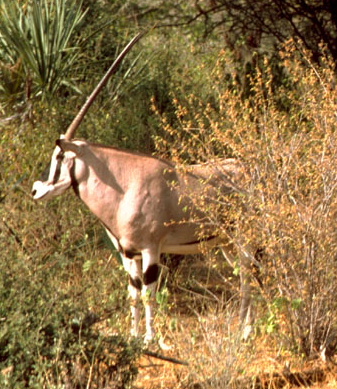 Beissa-oryx3a-East African Oryx (Oryx beisa).JPG