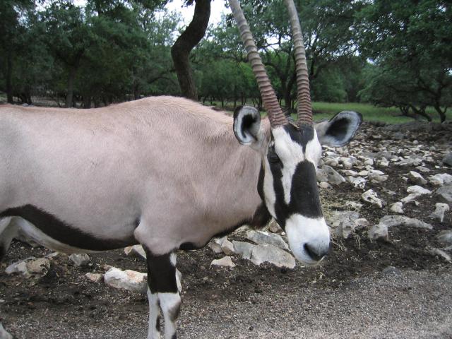 Gazelle2-Gemsbok, Oryx gazella.jpg