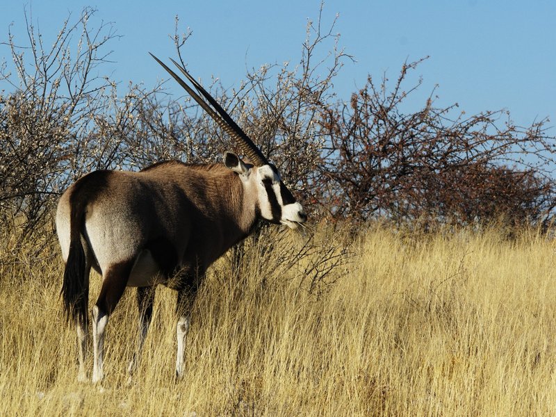 Gemsbok (Oryx gazella) (Okevi).jpg