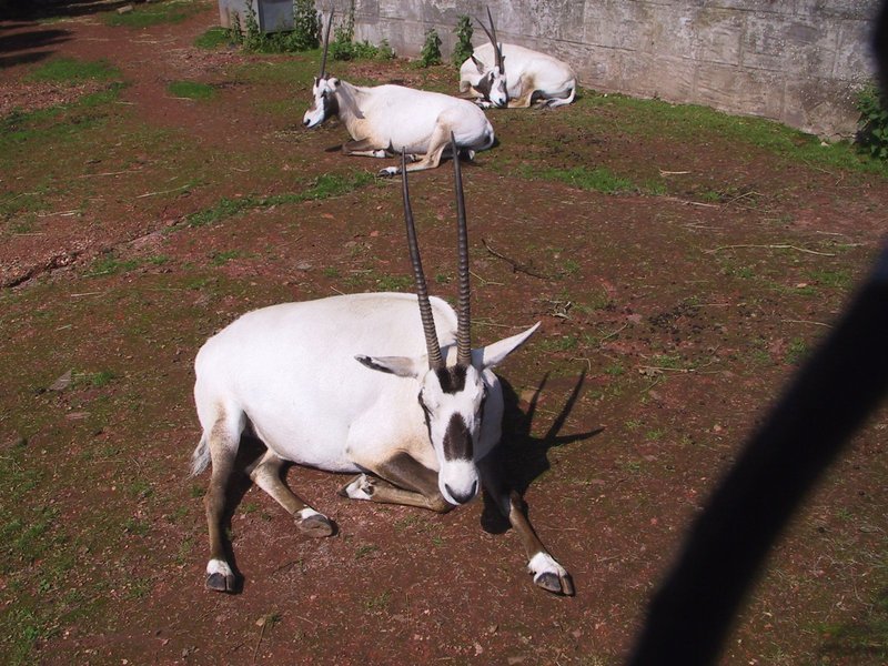 Arabian Oryx (Oryx leucoryx).jpg