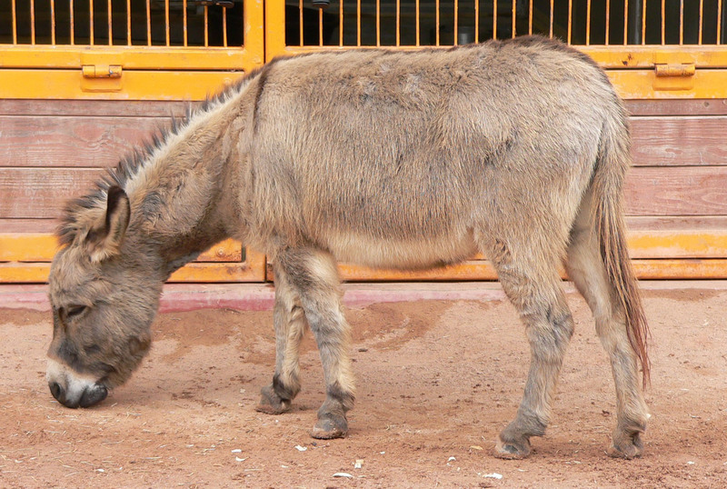 Donkey (Equus asinus).jpg
