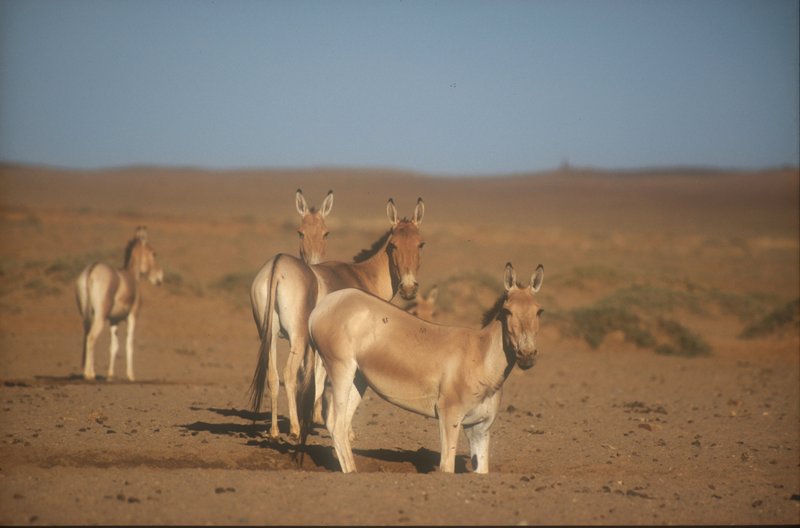 3 khulan am Wasser Abend-Mongolian Wild Ass (Equus hemionus hemionus)-Onager.jpg