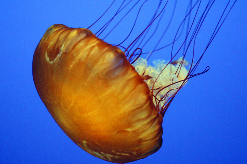 Jelly Monterey-Sea nettle jellyfish, Chrysaora quinquecirrha.jpg