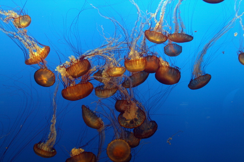 Jellyfish aqurium-Sea Nettle Jellyfish (Chrysaora quinquecirrha).jpg