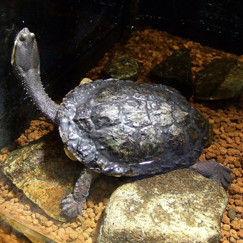 Argentine Snake-necked Turtle (Hydromedusa tectifera).jpg