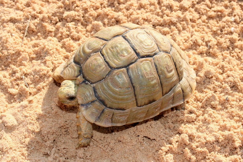 Kleinmann\'s Tortoise, Testudo kleinmanni.jpg
