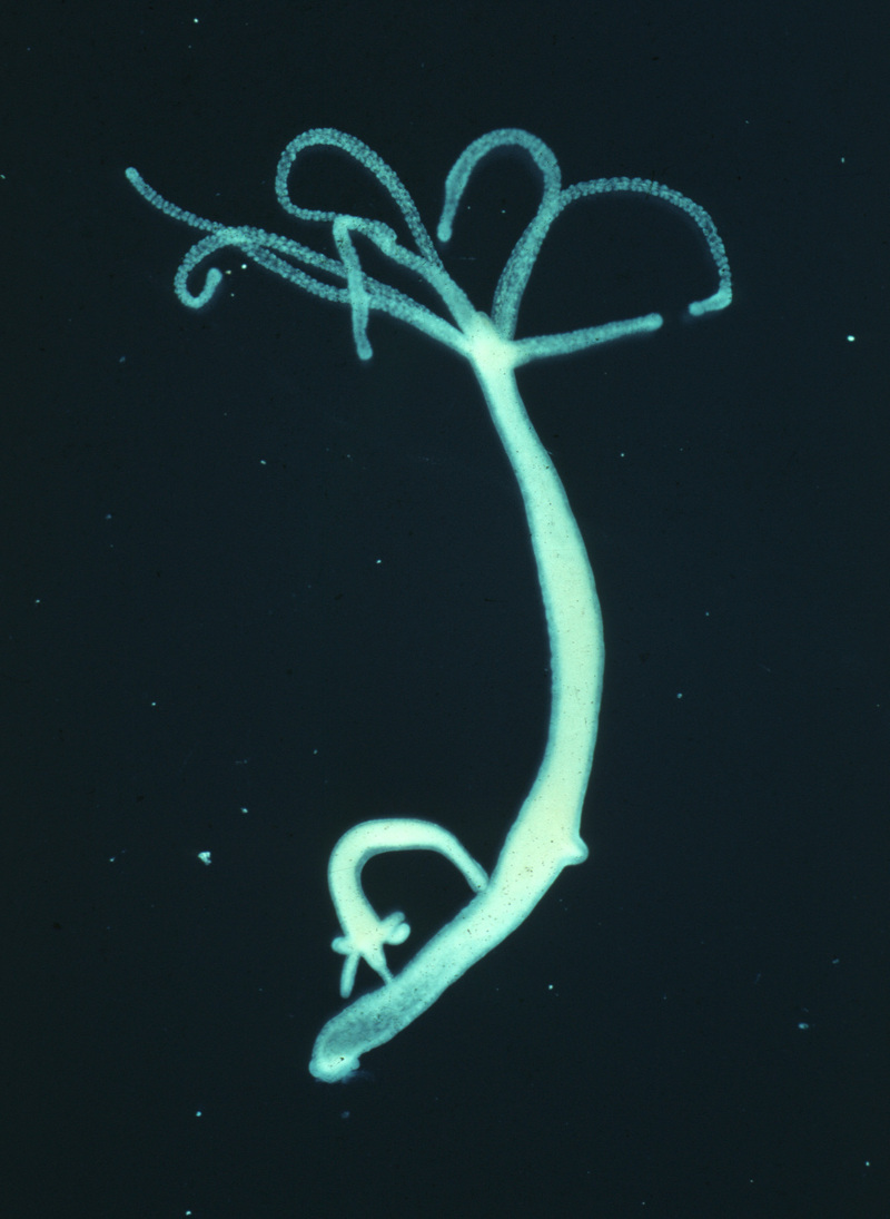 Hydra viridissima.jpg