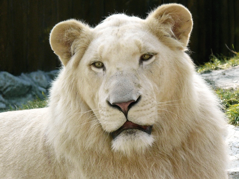 White Lion.jpg