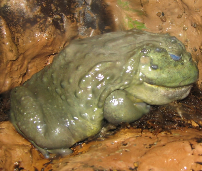 African Bullfrog (Pyxicephalus adspersus) 2.jpg
