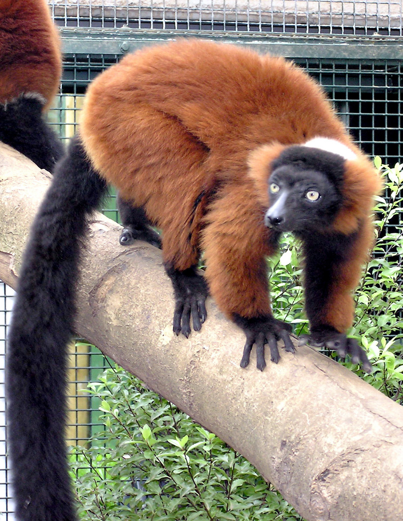 Red Ruffed Lemur (Varecia rubra).on tree.arp.jpg