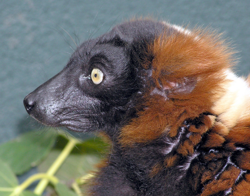 Red Ruffed Lemur (Varecia rubra).face.arp.jpg