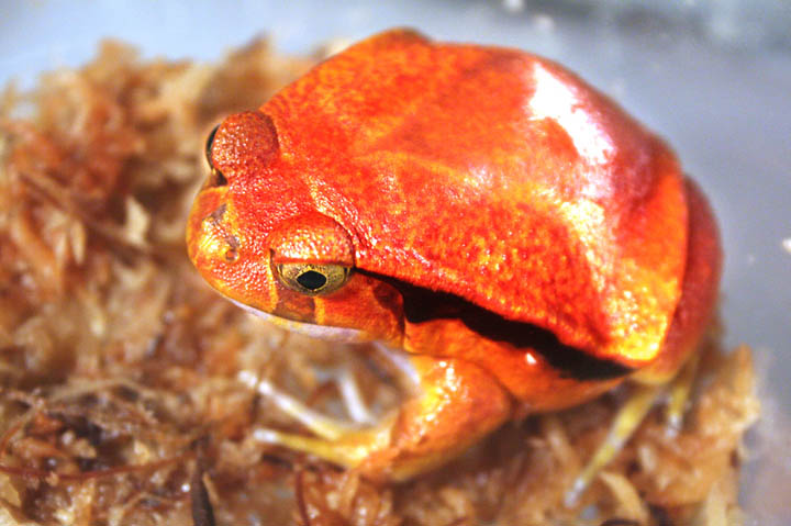 Tomato Frog - Dyscophus antongilli.jpg