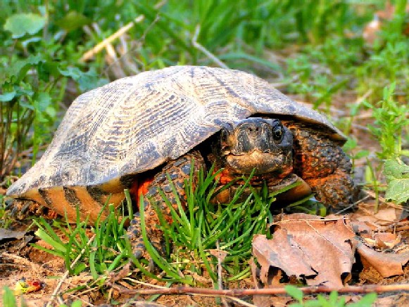 Clemmys insculpta-Wood Turtle (Glyptemys insculpta).jpg