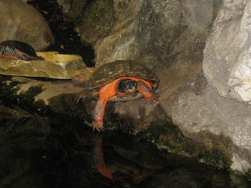 Wood Turtle (Glyptemys insculpta) by water.jpg