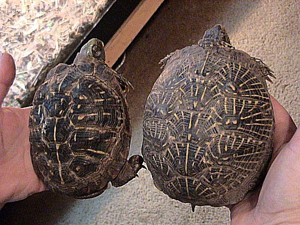 Ornate and desert (Western Box Turtles (Terrapene ornata ornata & luteola).jpg
