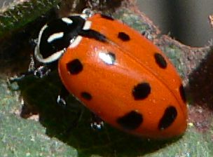 Convergent lady beetle, Hippodamia convergens 08085.jpg