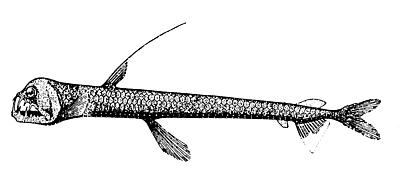 Dana viperfish, Chauliodus danae.jpg