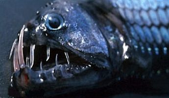 chauliodus-macouni-Pacific viperfish.jpg