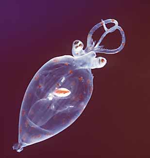 Squidu-Cranchiid squid or glass squid.jpg