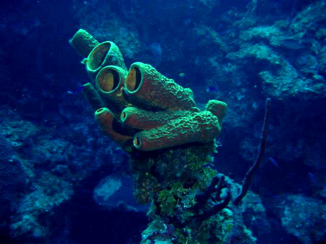 Sponge-Porifera.jpg