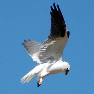 Black-shouldered Kite (Elanus axillaris).jpg