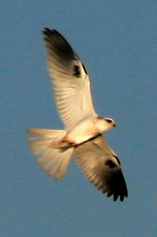 White-tailed Kite (Elanus leucurus).jpg