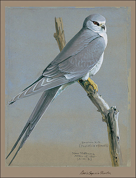 African Swallow-tailed Kite (Chelictinia riocourii) Fuertes-scissor-tailed kite.jpg