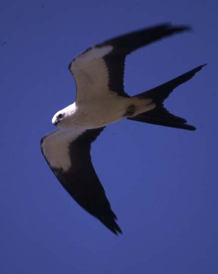 Swallow-tailed Kite (Elanoides forficatus).jpg