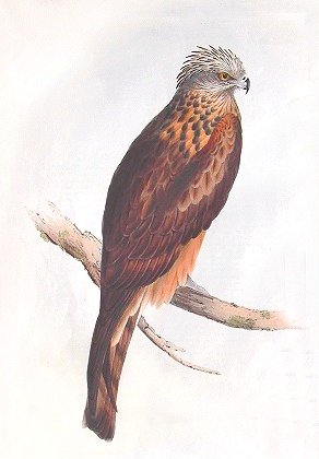Milvus isurus-Square-tailed Kite (Lophoictinia isura).jpg