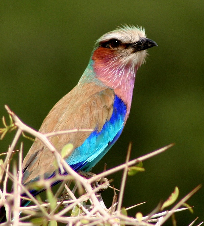 Lilac-breasted Roller Coracias caudata, Cropped.jpg