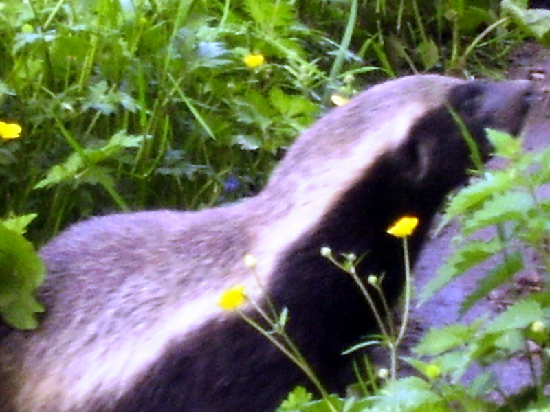 Ratel or honey badger (Mellivora capensis).jpg