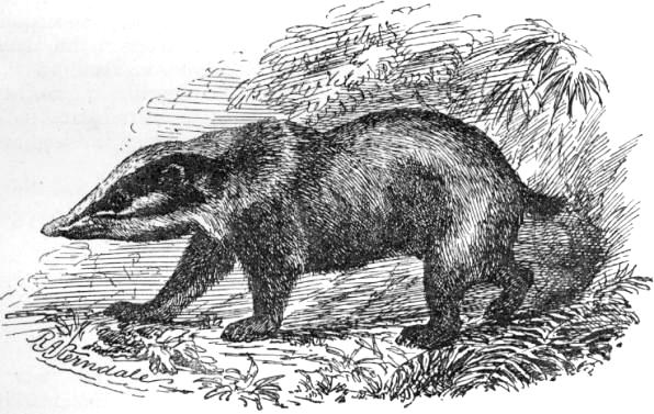 Hog Badger, Arctonyx collaris - Sterndale.jpg