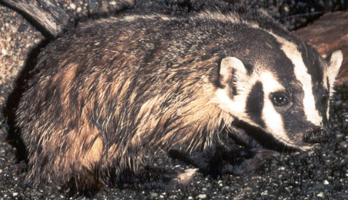 American Badger (Taxidea taxus).jpg